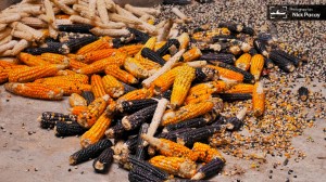 1400196_463725350413075_1800246308_o