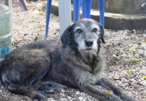 10752490_10201920870143167_2067778297_o